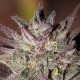 CBD CRITICAL CURE (3 UNIDADES)